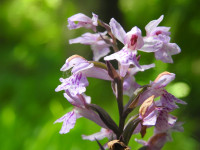 Dactylorhiza maculata