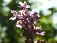 Dactylorhiza maculata