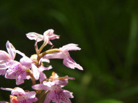 Dactylorhiza maculata