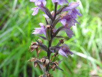 Dactylorhiza maculata