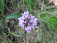 Dactylorhiza maculata