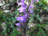 Dactylorhiza maculata