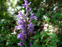 Dactylorhiza maculata