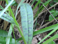 Dactylorhiza maculata