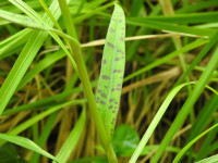 Dactylorhiza maculata