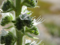 Echium italicum