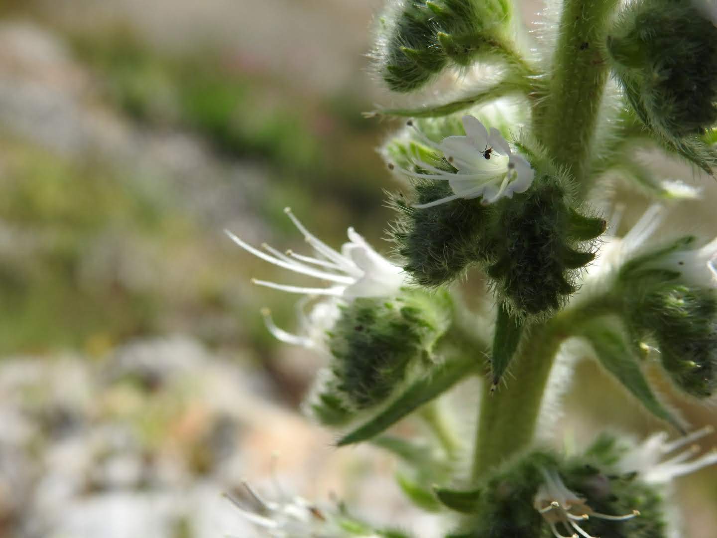 Echium italicum