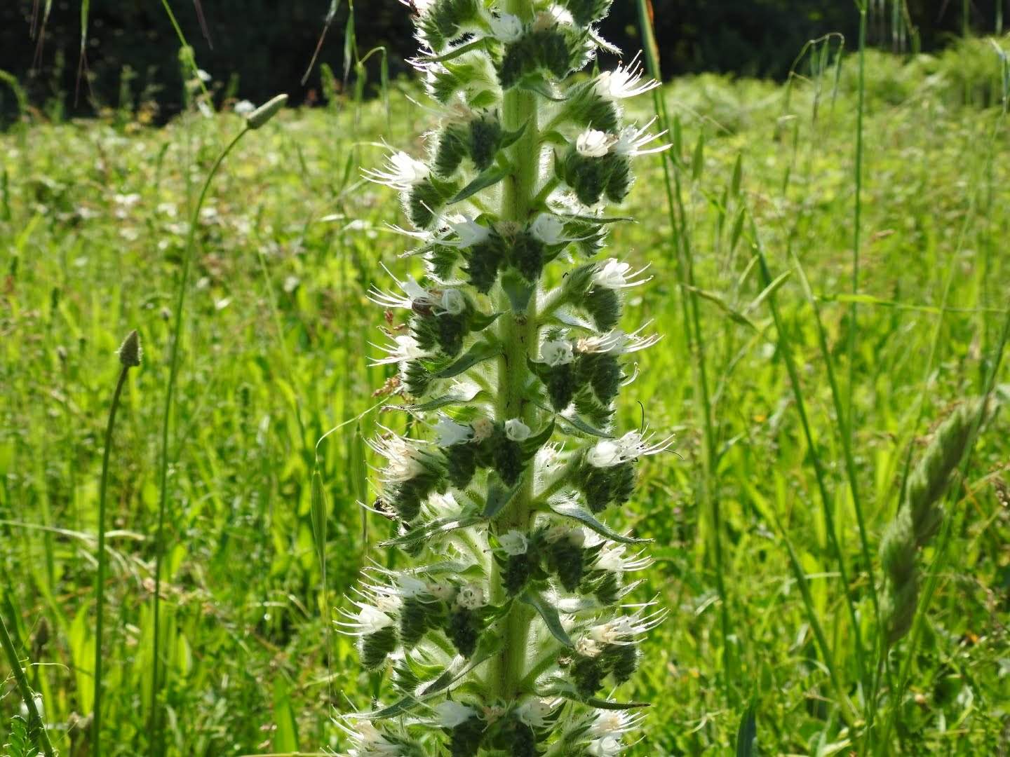 Echium italicum
