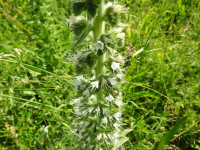 Echium italicum