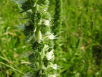 Echium italicum