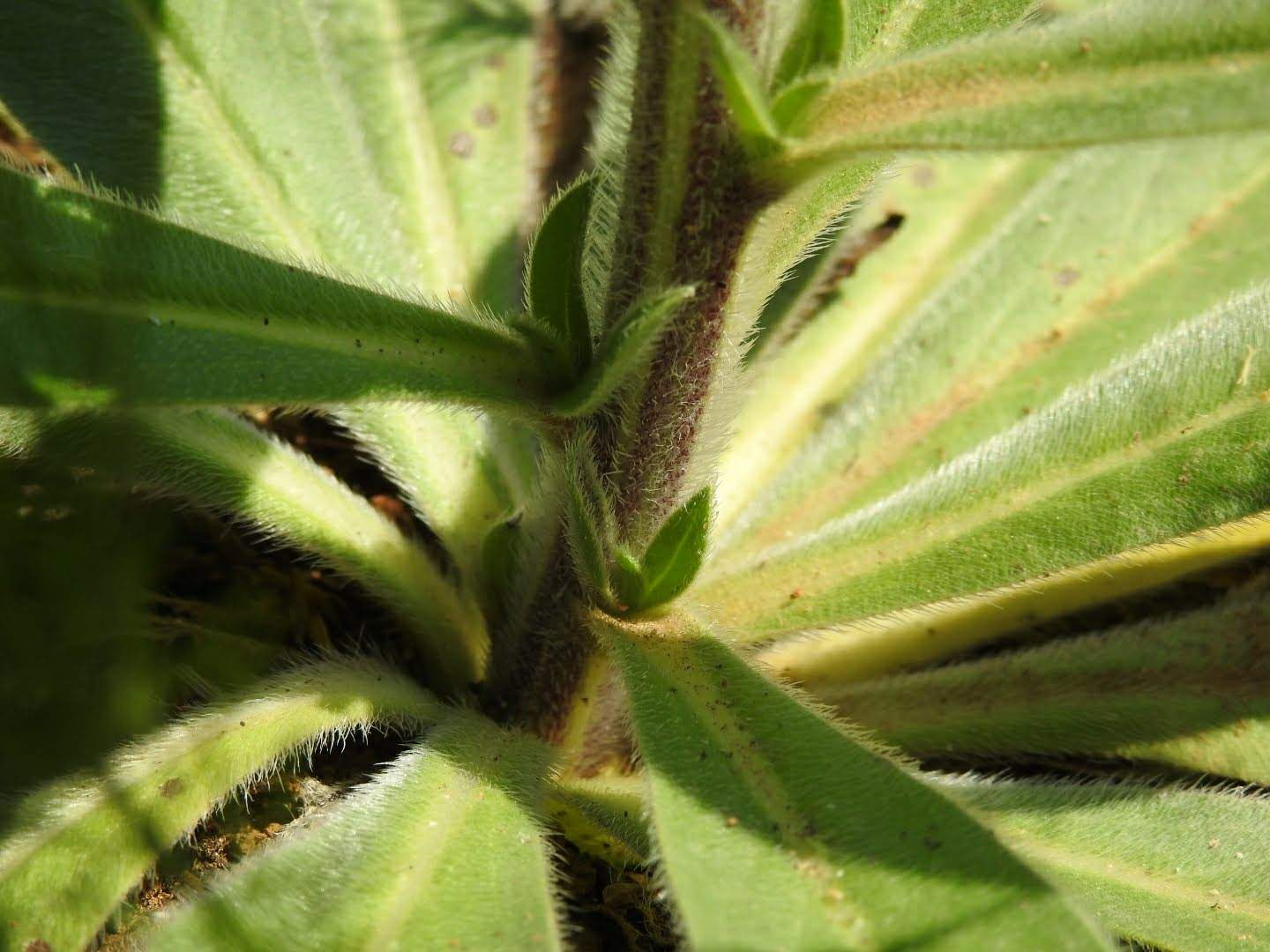 Echium italicum