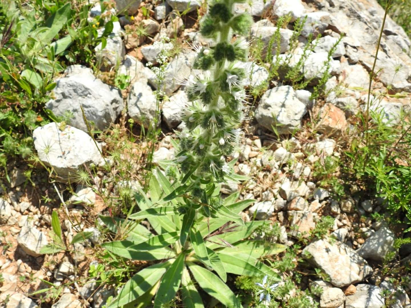 Echium italicum
