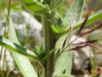 Echium italicum