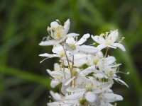 Filipendula vulgaris