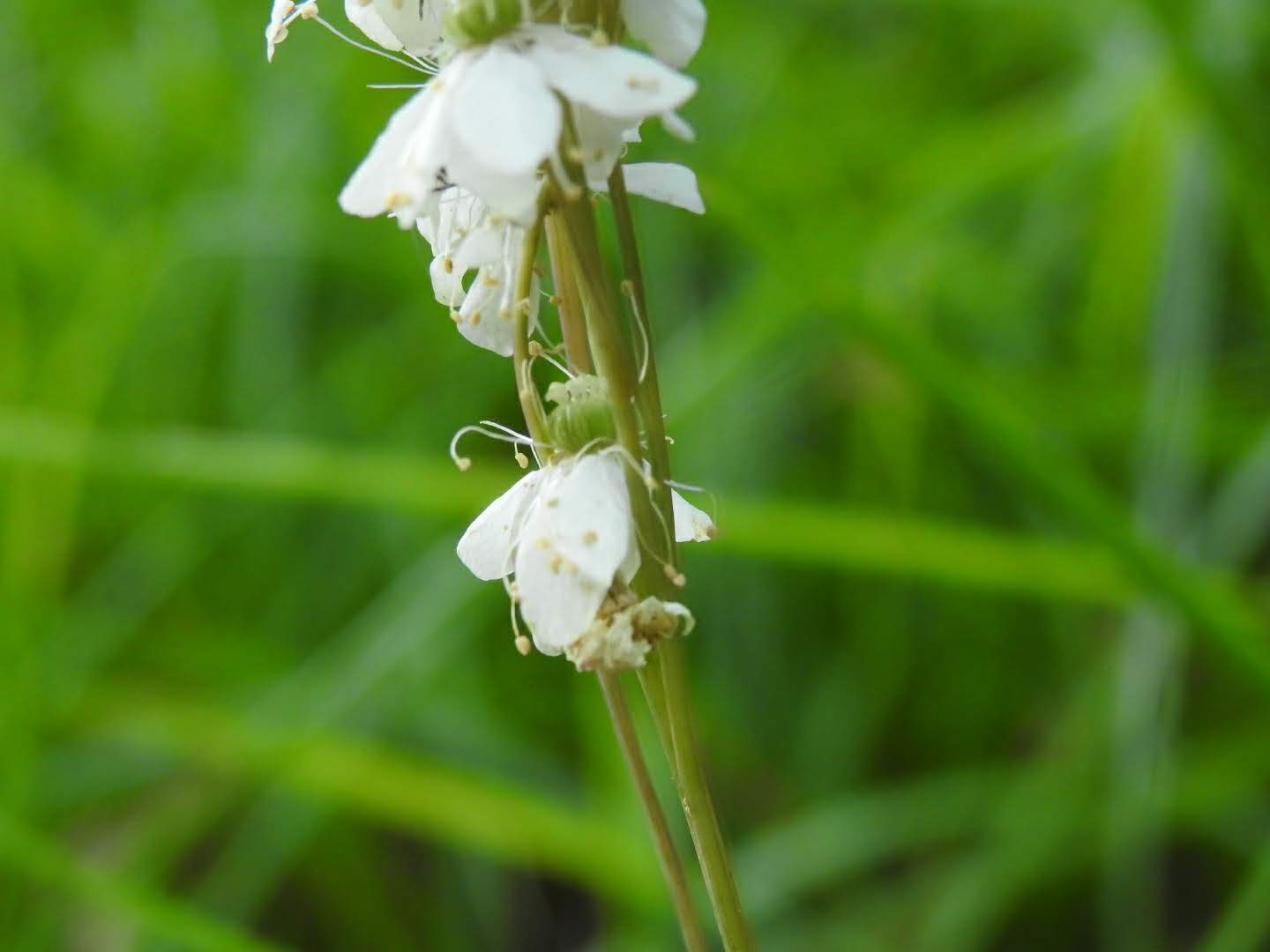 Filipendula vulgaris