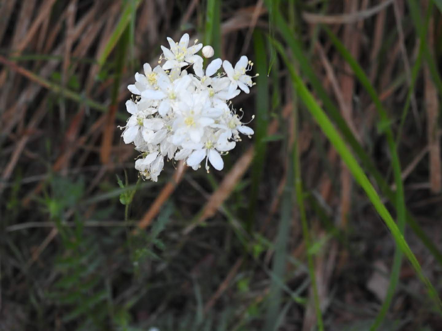 Filipendula vulgaris