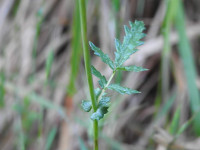 Filipendula vulgaris