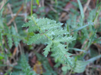 Filipendula vulgaris