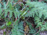 Filipendula vulgaris