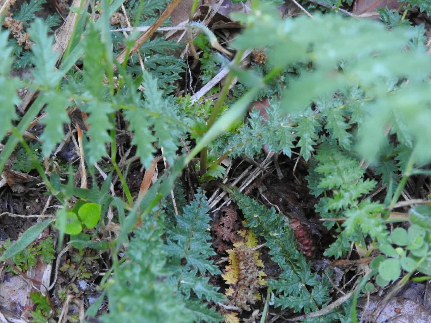 Filipendula vulgaris