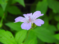 Geranium nodosum