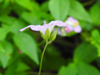 Geranium nodosum