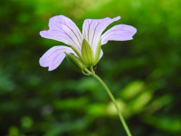 Geranium nodosum