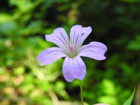 Geranium nodosum