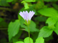 Geranium nodosum