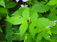 Geranium nodosum