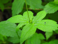 Geranium nodosum