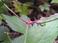 Geranium nodosum