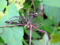 Geranium nodosum