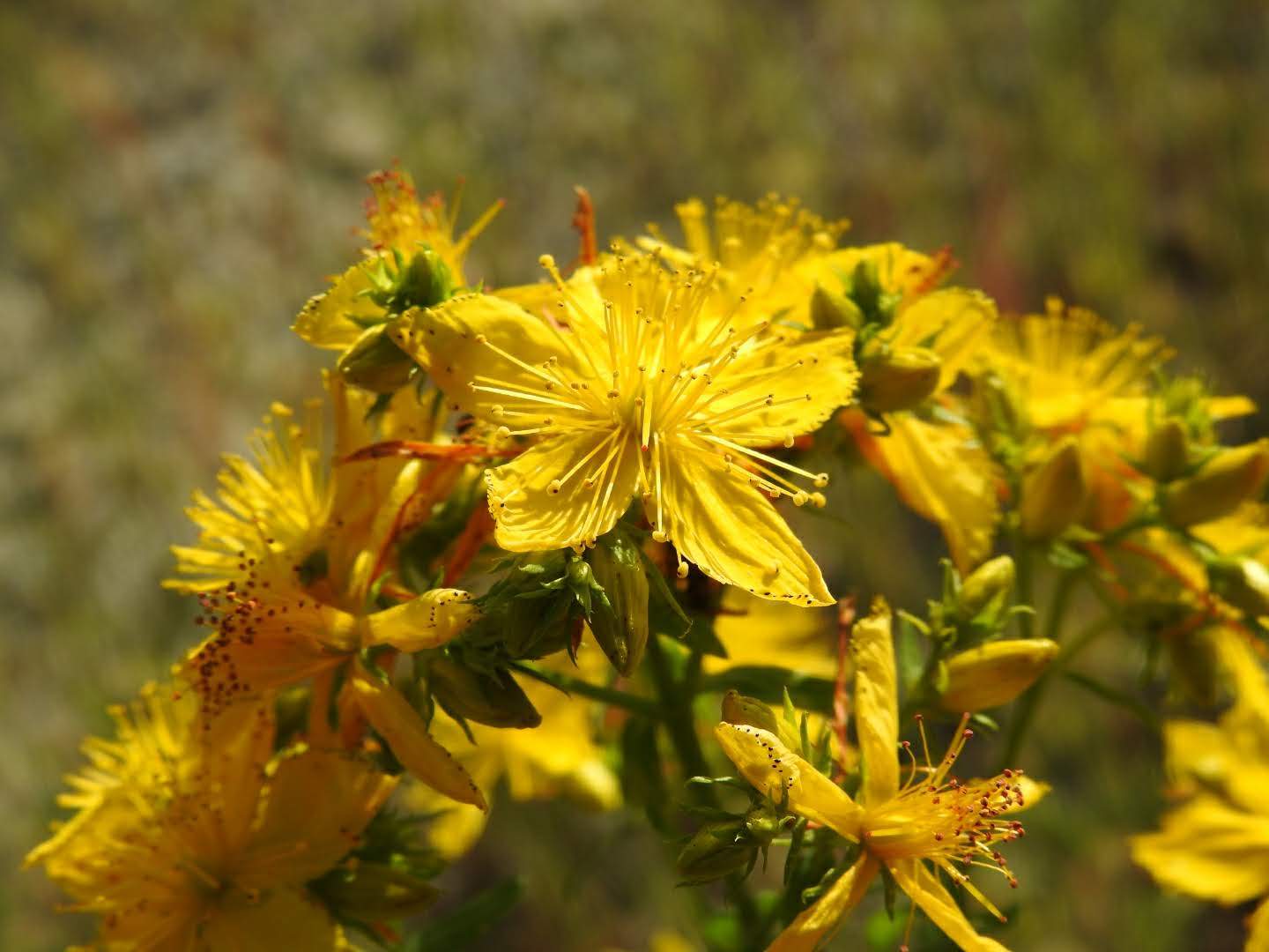 Hypericum perforatum
