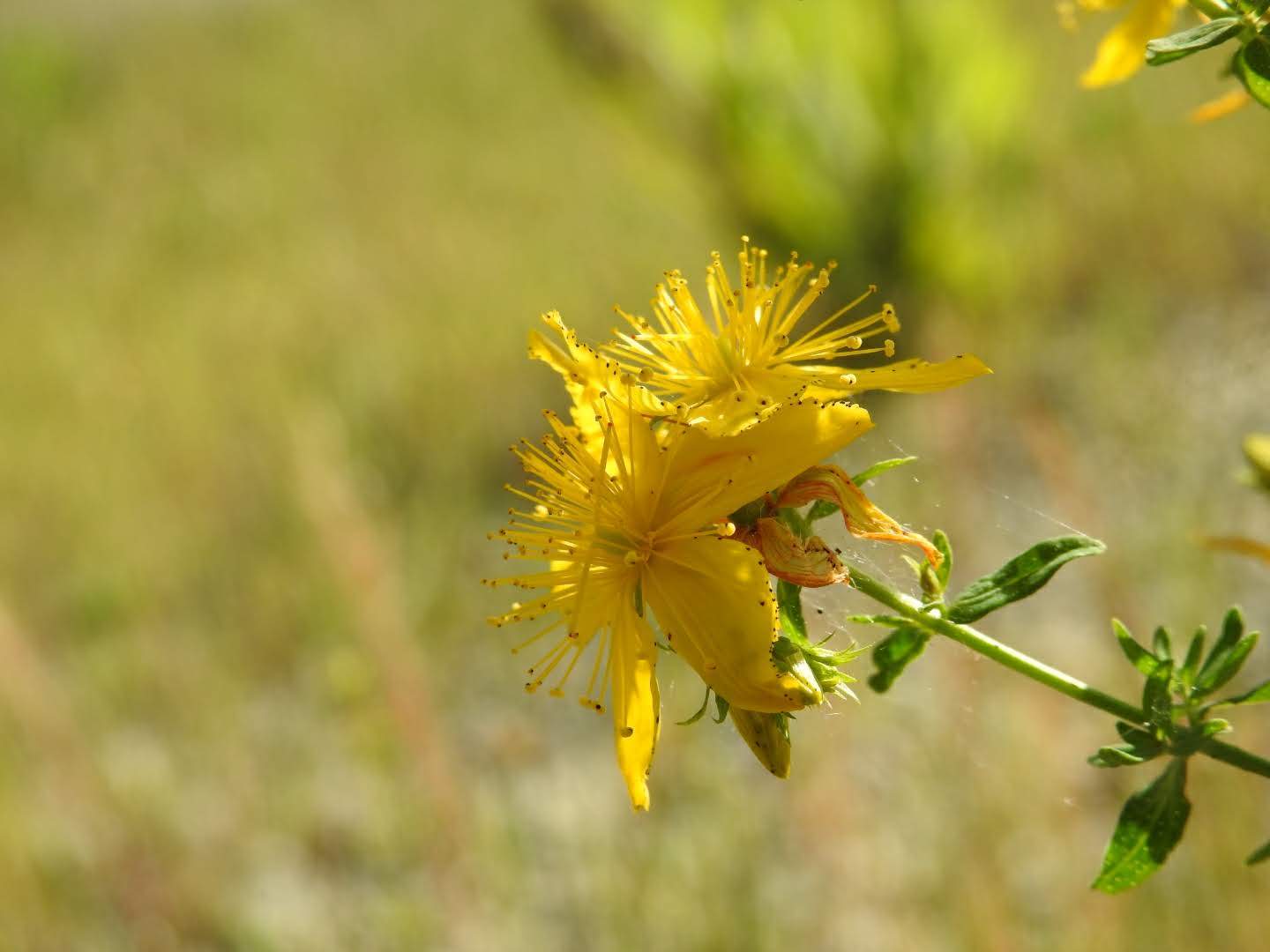 Hypericum perforatum