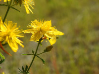 Hypericum perforatum