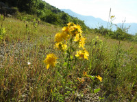 Hypericum perforatum