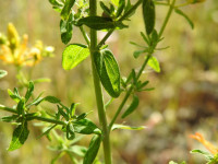 Hypericum perforatum