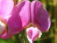 Lathyrus latifolius