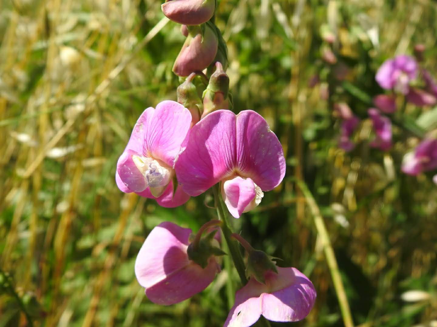 Lathyrus latifolius