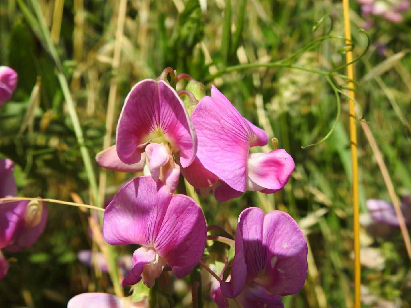 Lathyrus latifolius