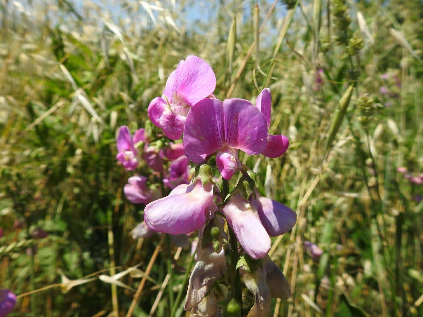 Lathyrus latifolius