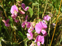 Lathyrus latifolius