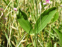 Lathyrus latifolius