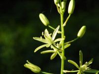 Loncomelos pyrenaicum