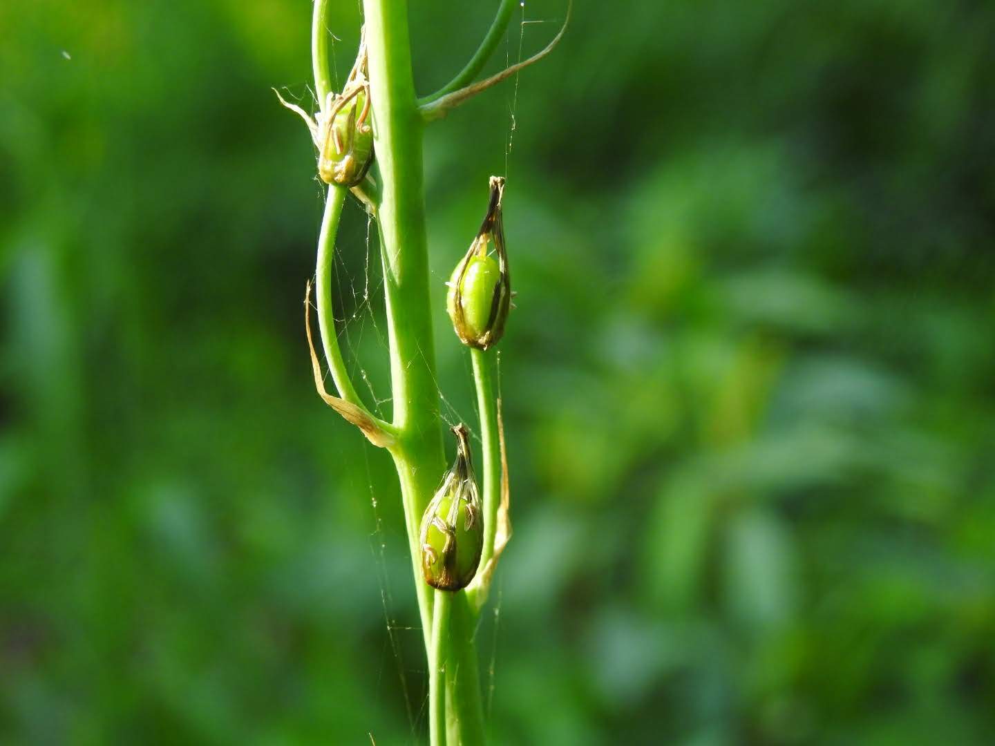 Loncomelos pyrenaicum