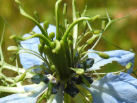 Nigella damascena