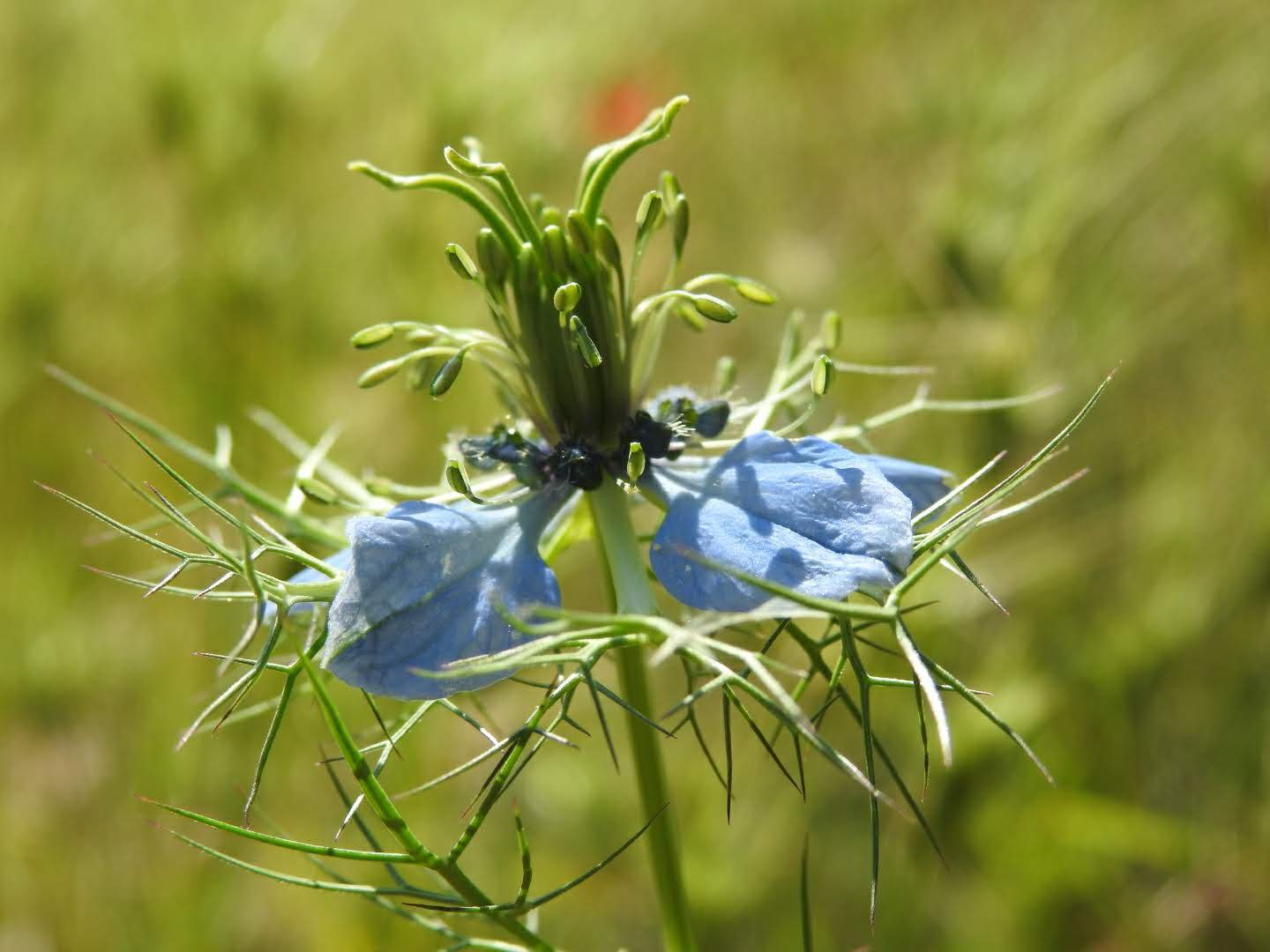 Nigella damascena