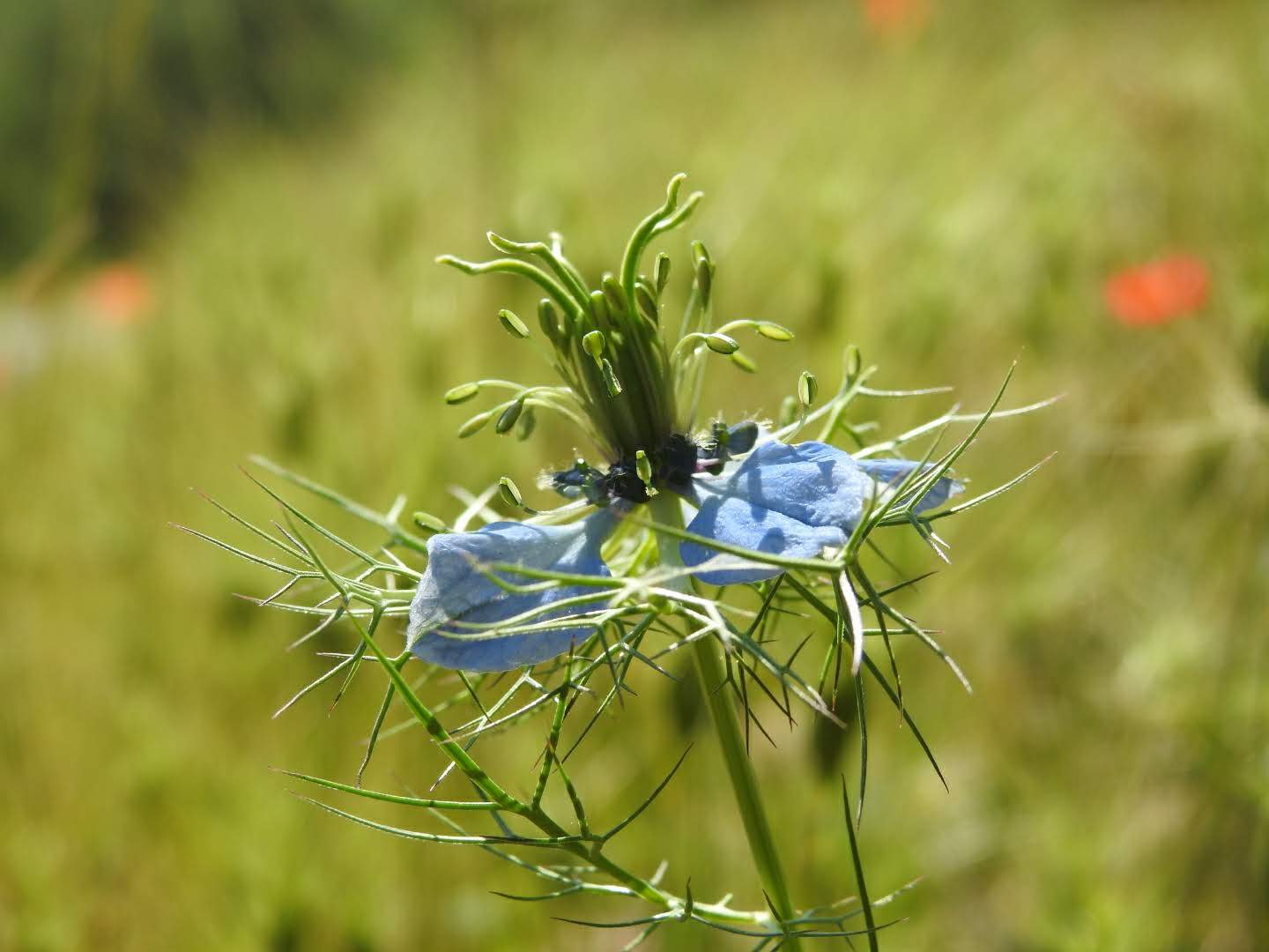 Nigella damascena
