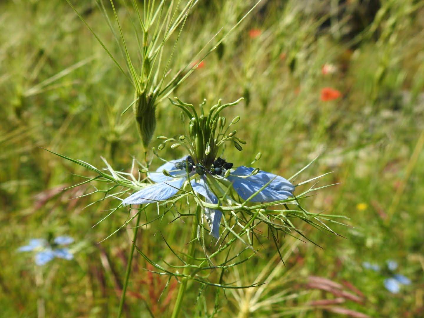 Nigella damascena